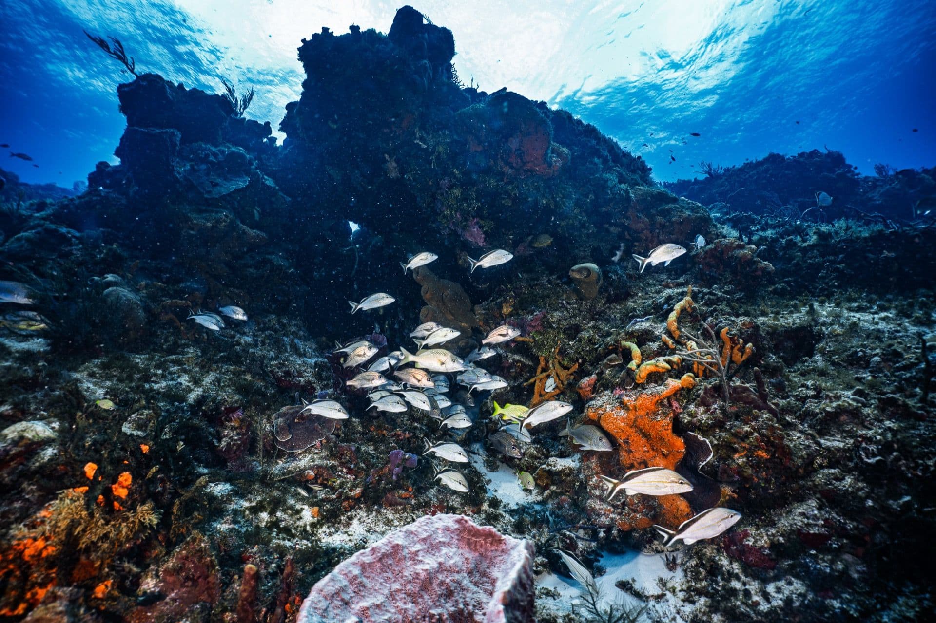 Coral reef landscape
