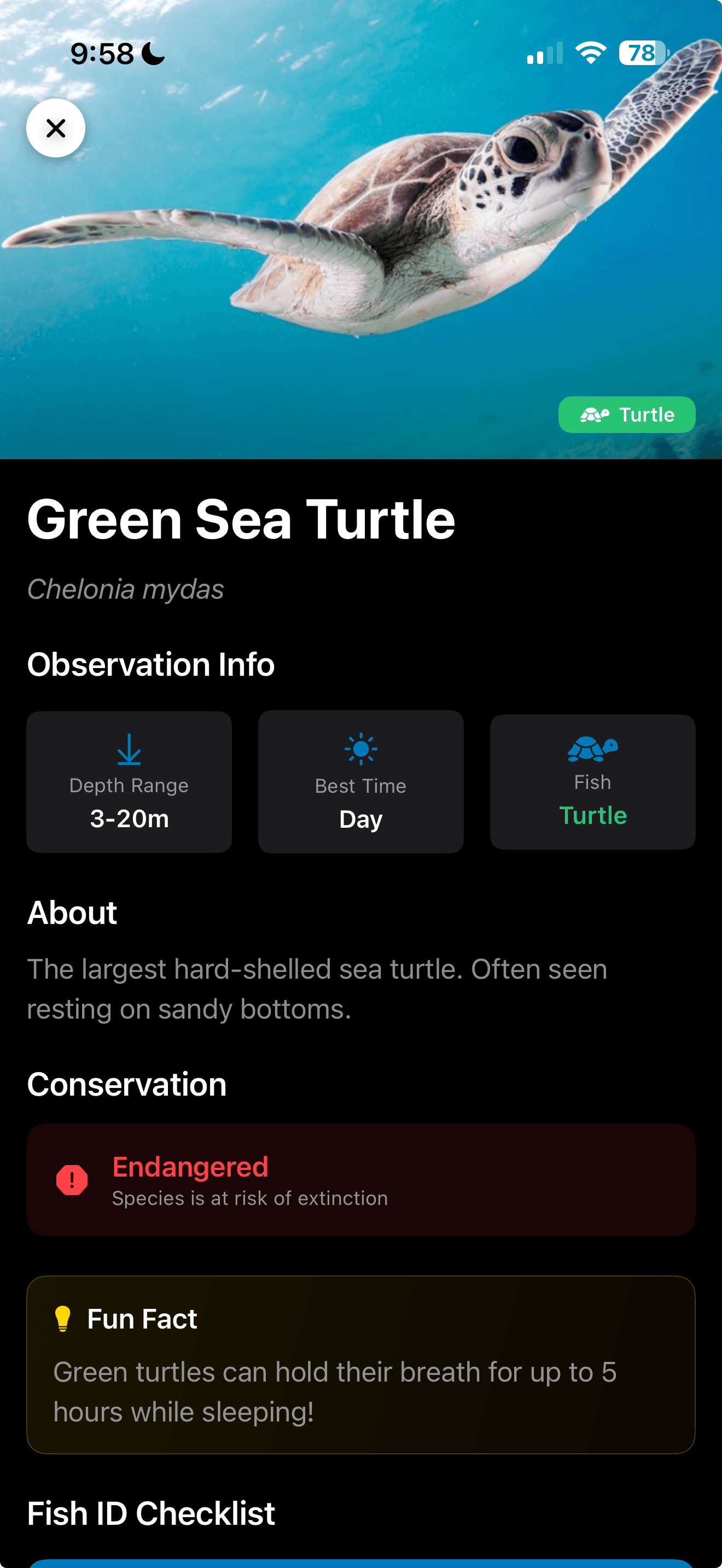Green sea turtle species detail