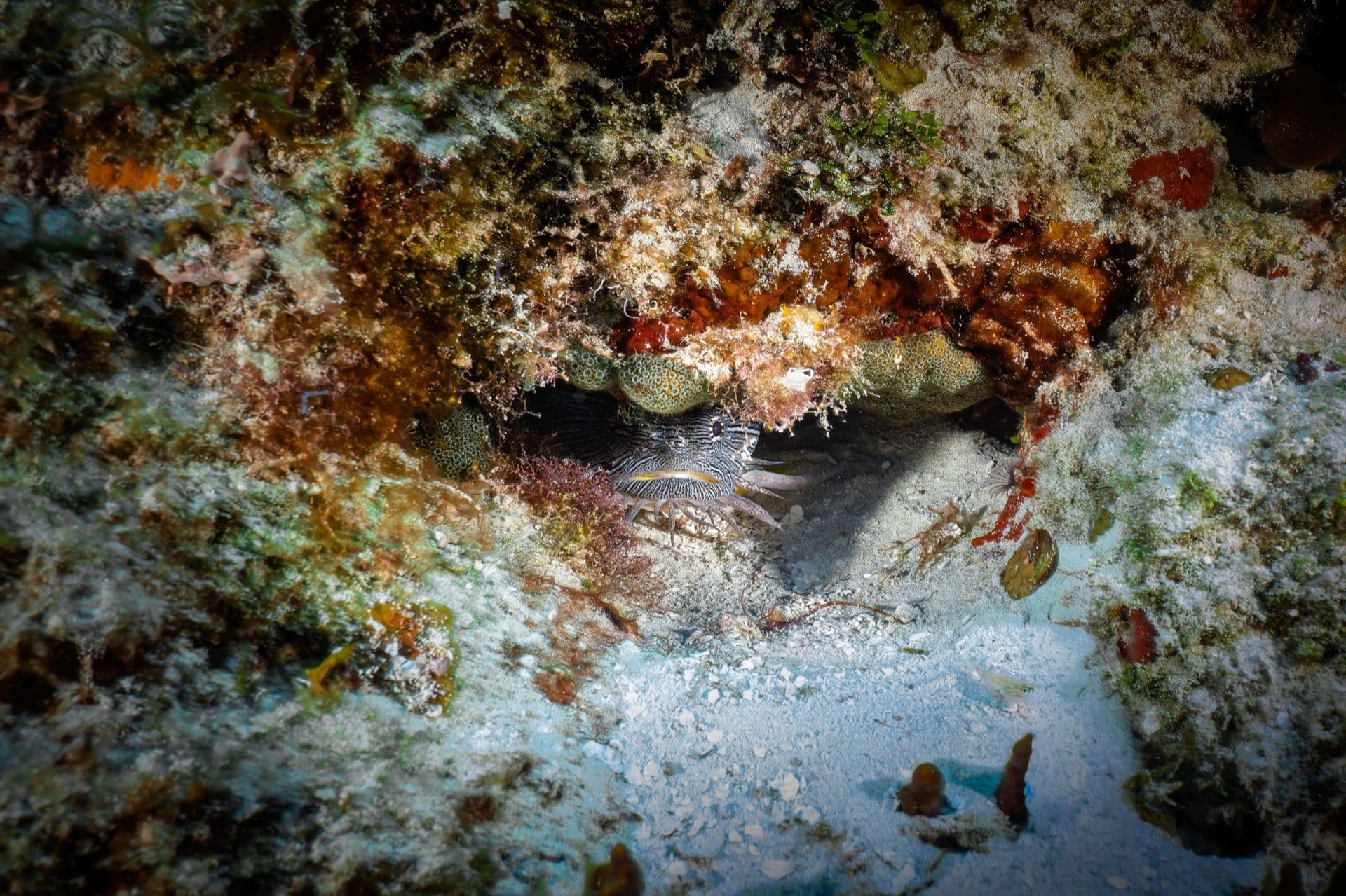 Cozumel coral reef panorama