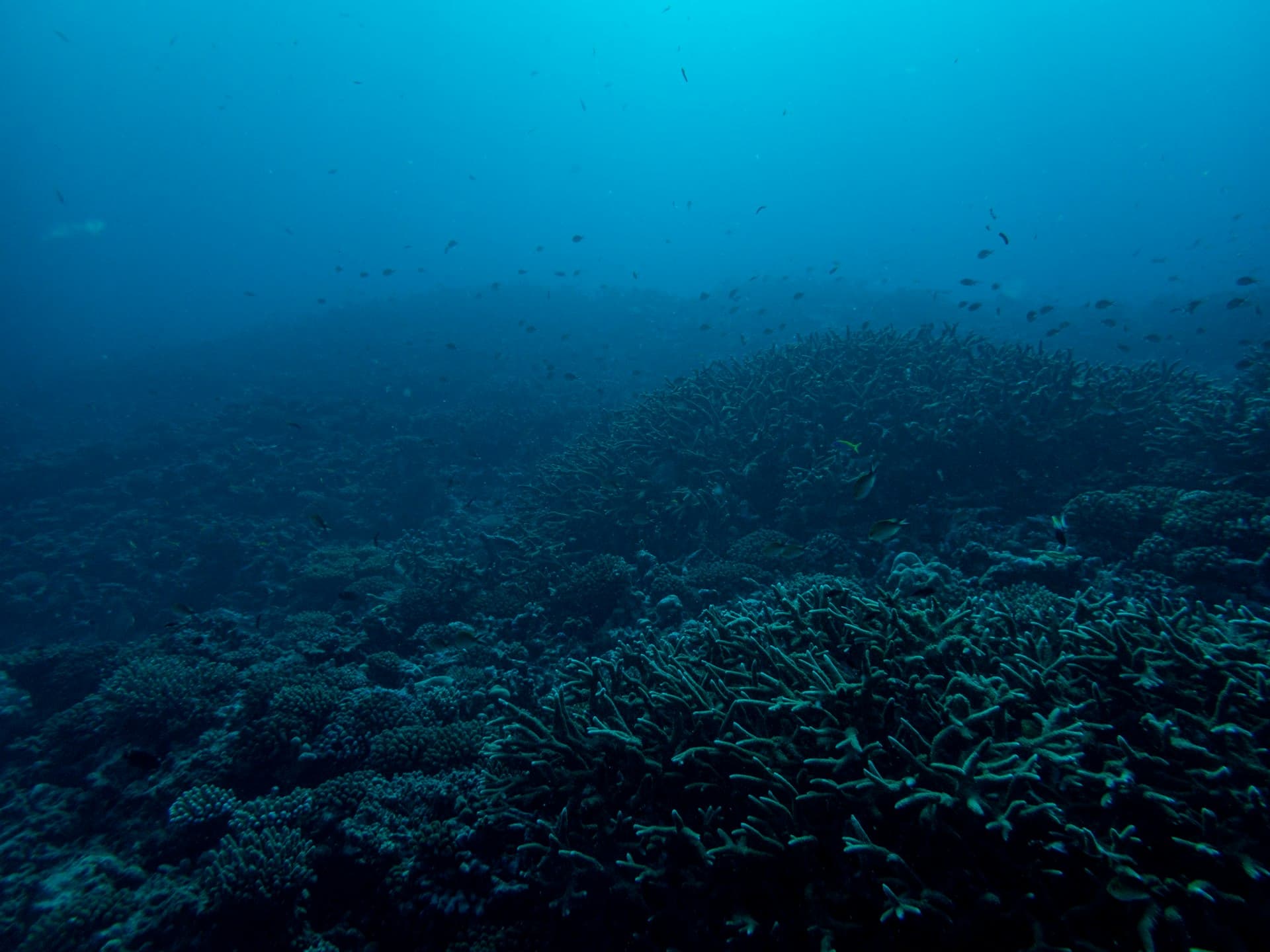 10 Best Dive Sites in Cozumel — Ranked by Local Divers