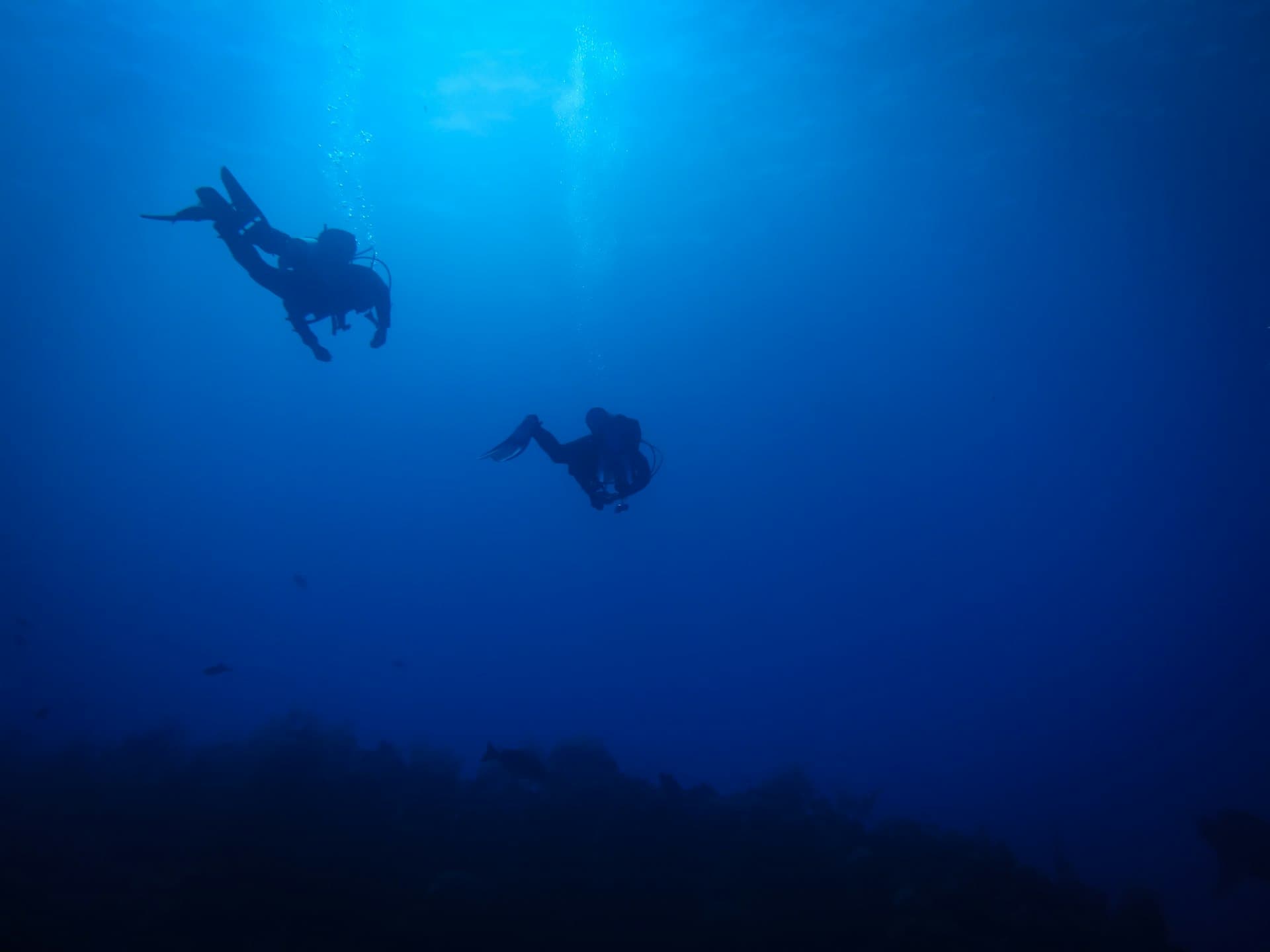 Night Diving in Cozumel: When the Reef Comes Alive