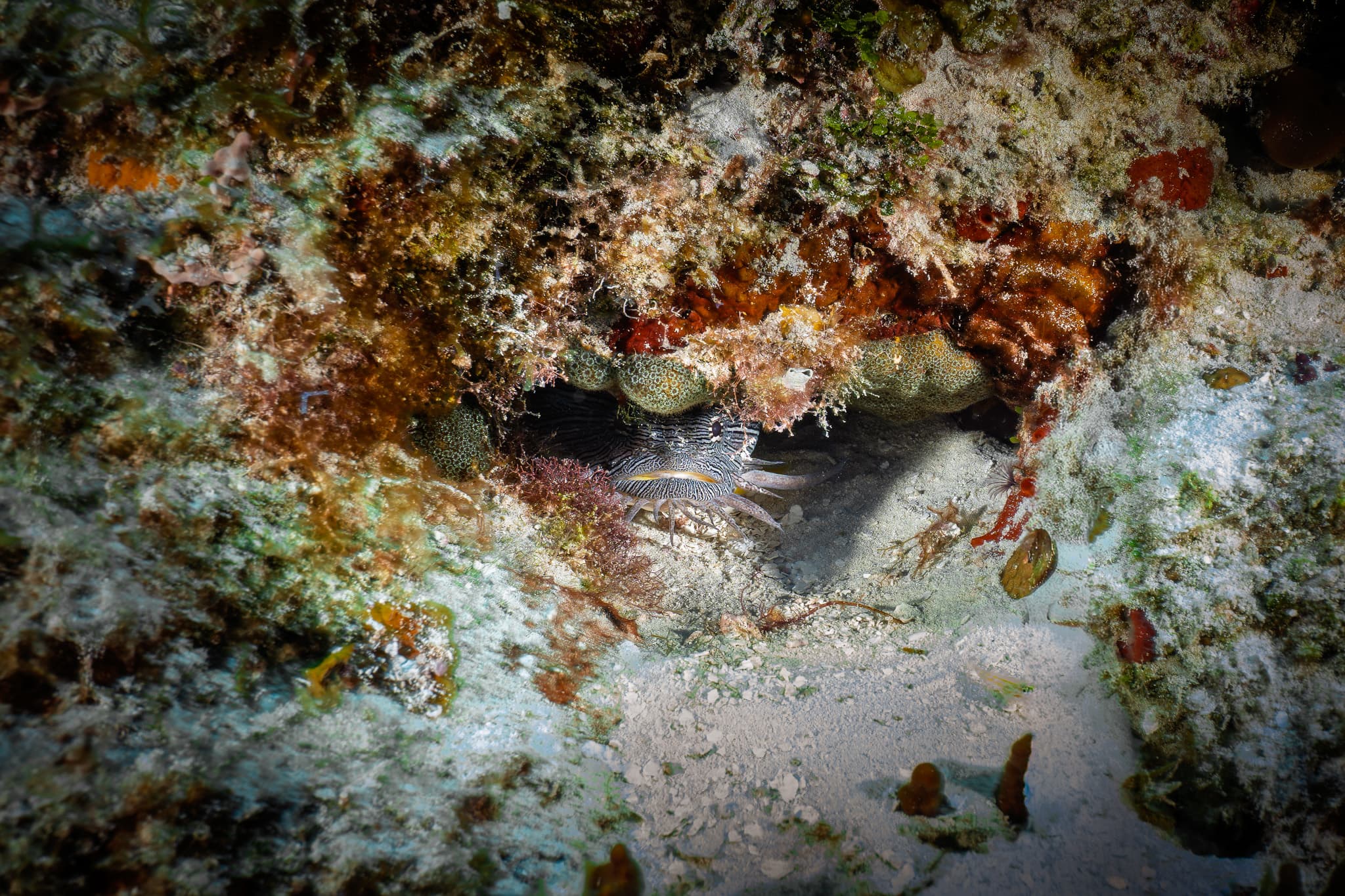The Splendid Toadfish: Cozumel's Weirdest (and Rarest) Resident